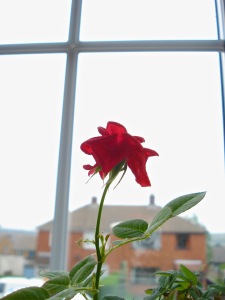 Miniature Rose Bloom