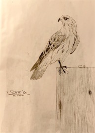 Sonora, the falcon.