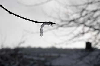 Frozen Droplet on Branch